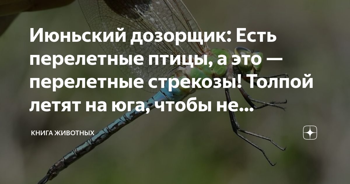 Июньский дозорщик: Есть перелетные птицы, а это — перелетные стрекозы ...
