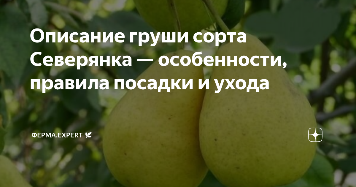 Выбор и подготовка почвы