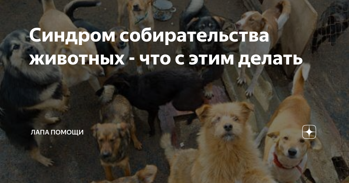 Что такое синдром собирательства животных?