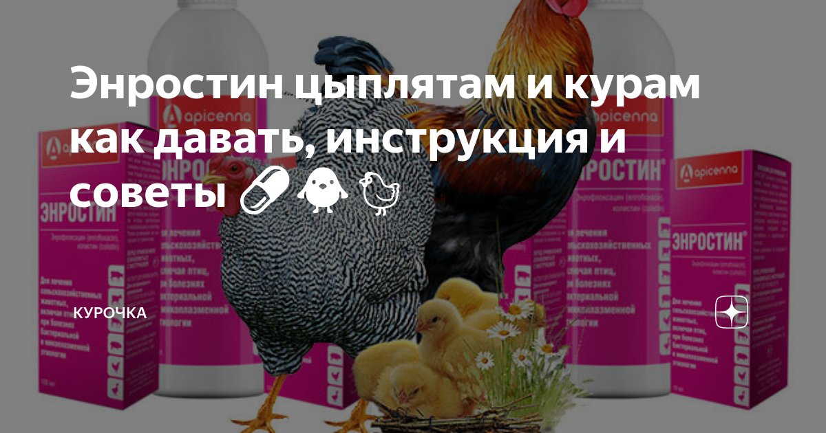 Энростин инструкция. Энростин для кур. энростин для цыплят. энростин для кур несушек дозировка. энростин для цыплят аналоги.