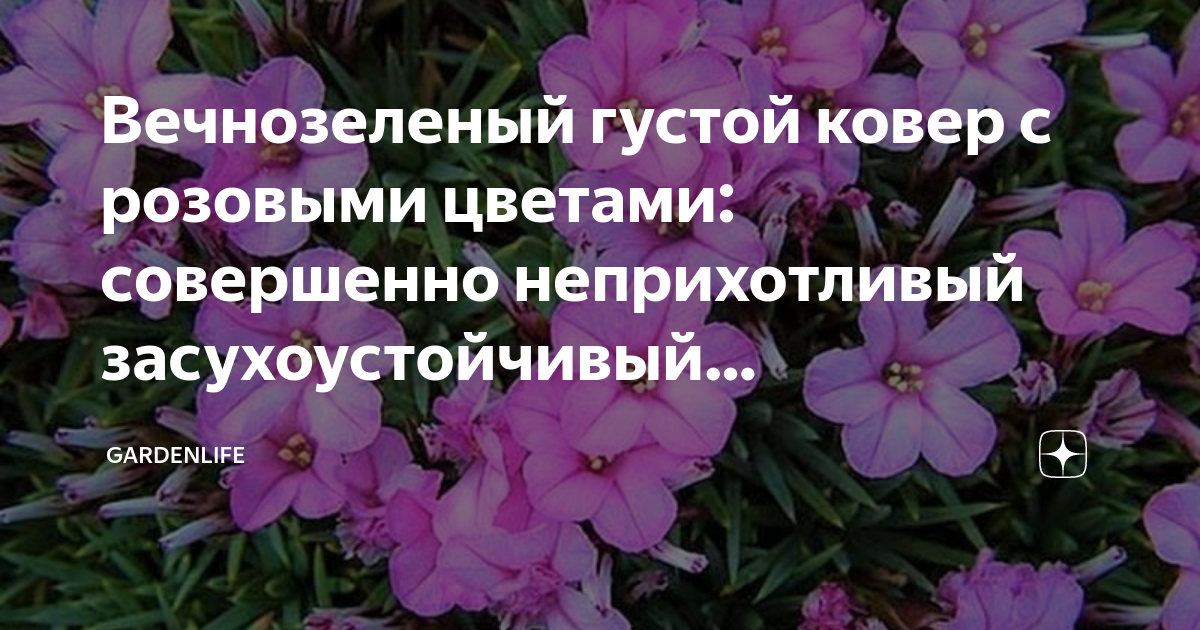 Вечнозеленый густой ковер с розовыми цветами: совершенно неприхотливый ...