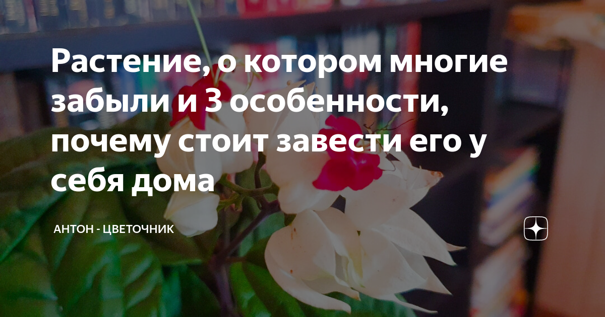 Растение, о котором многие забыли и 3 особенности, почему стоит завести ...