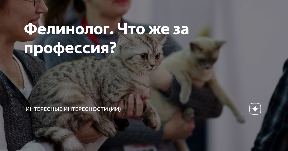 Фелинолог. Что же за профессия? | Интересные интересности (ИИ) | Дзен