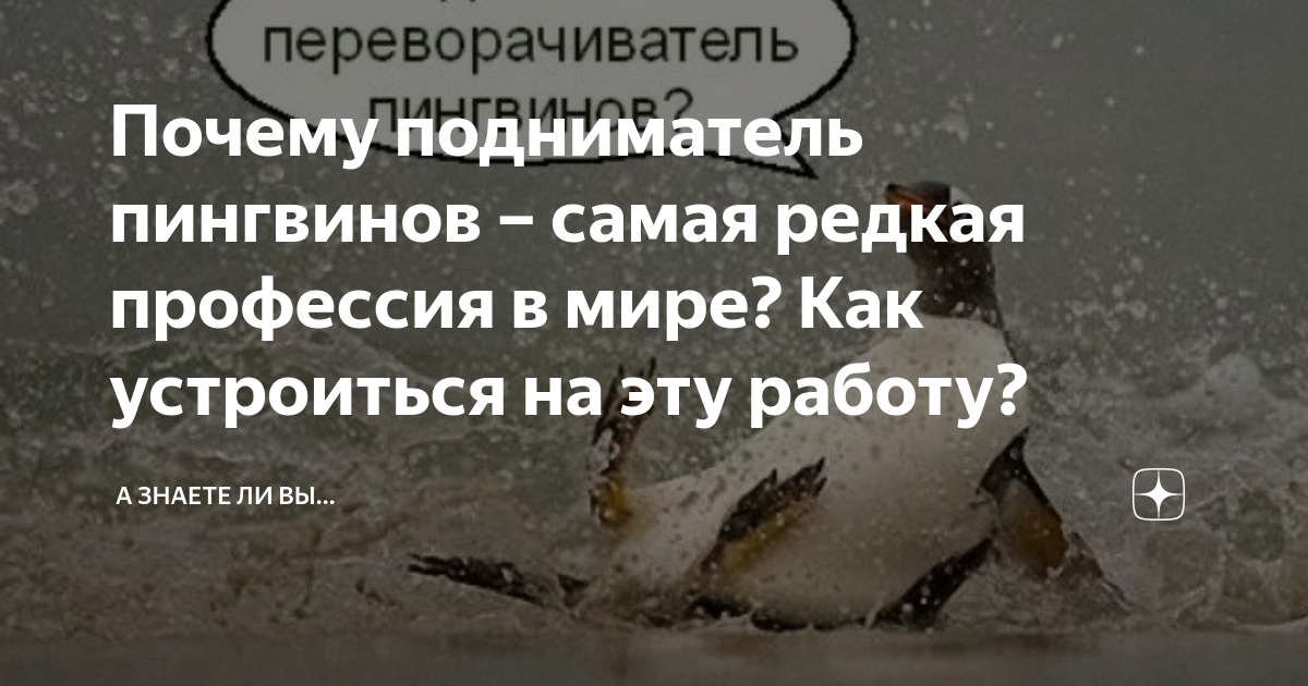 Почему подниматель пингвинов – самая редкая профессия в мире? Как ...