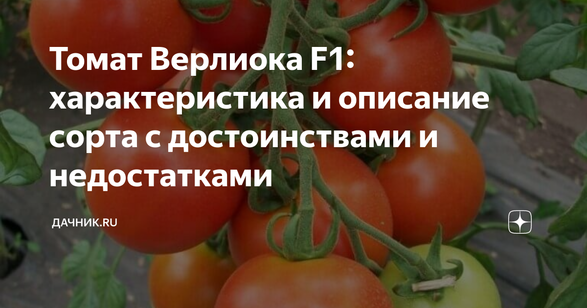 Томат чудо летнее описание сорта фото отзывы - купить по низкой цене на Яндекс М