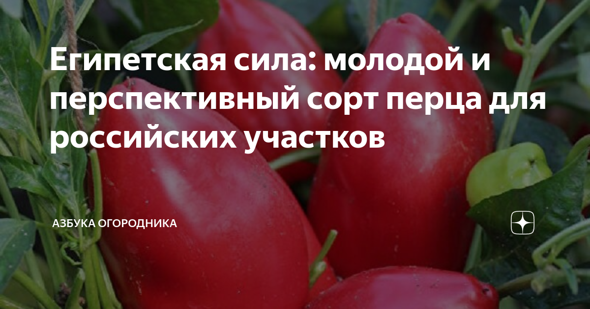 Египетская сила: молодой и перспективный сорт перца для российских ...