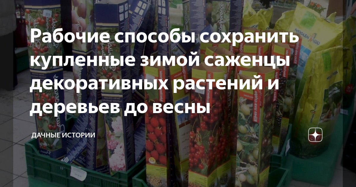 Хранение саженцев роз: как сохранить розы до посадки - Agro-Market24