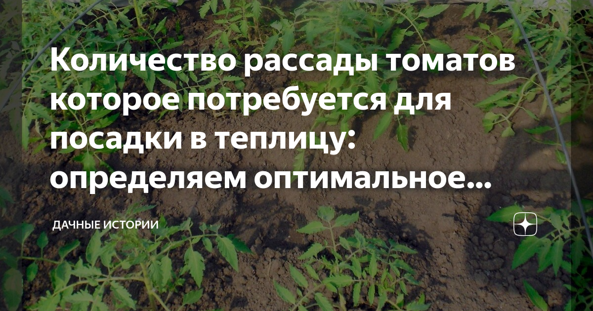 Почему не развивается корневая система у томатов в теплице из поликарбоната