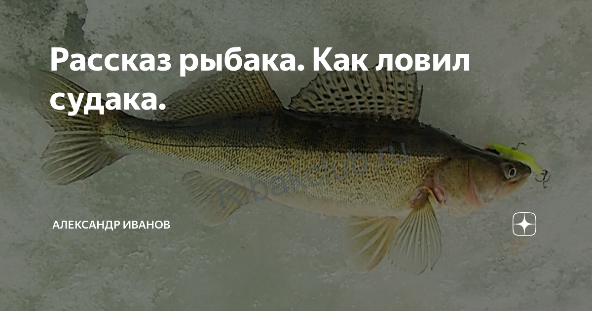 Когда клюет судак
