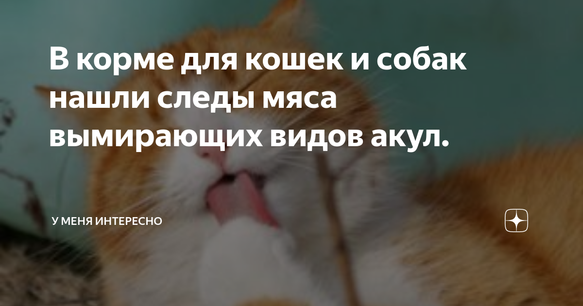 В корме для кошек и собак нашли следы мяса вымирающих видов акул. | У ...