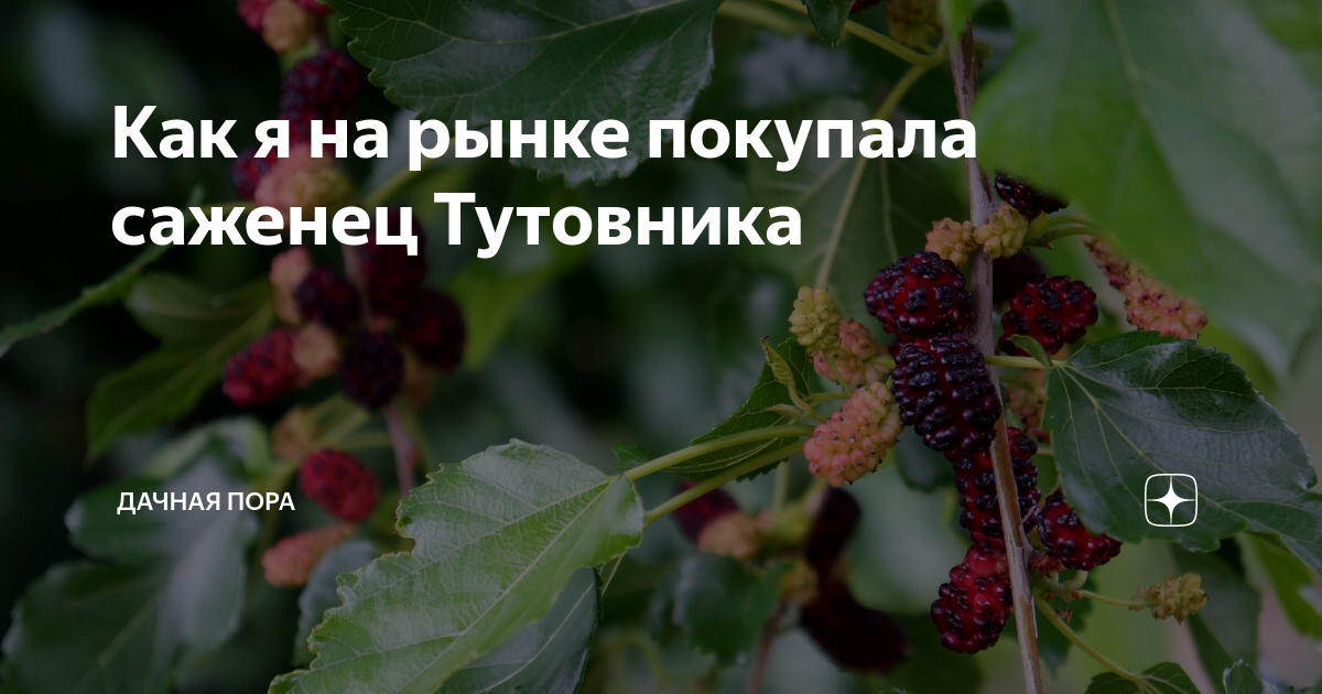 Как я на рынке покупала саженец Тутовника | ДАЧНАЯ ПОРА | Дзен