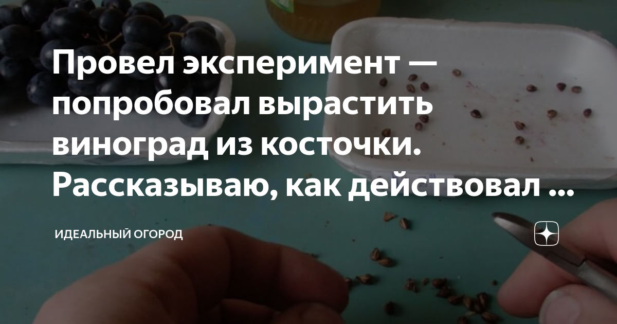 Как вырастить виноград из косточки?