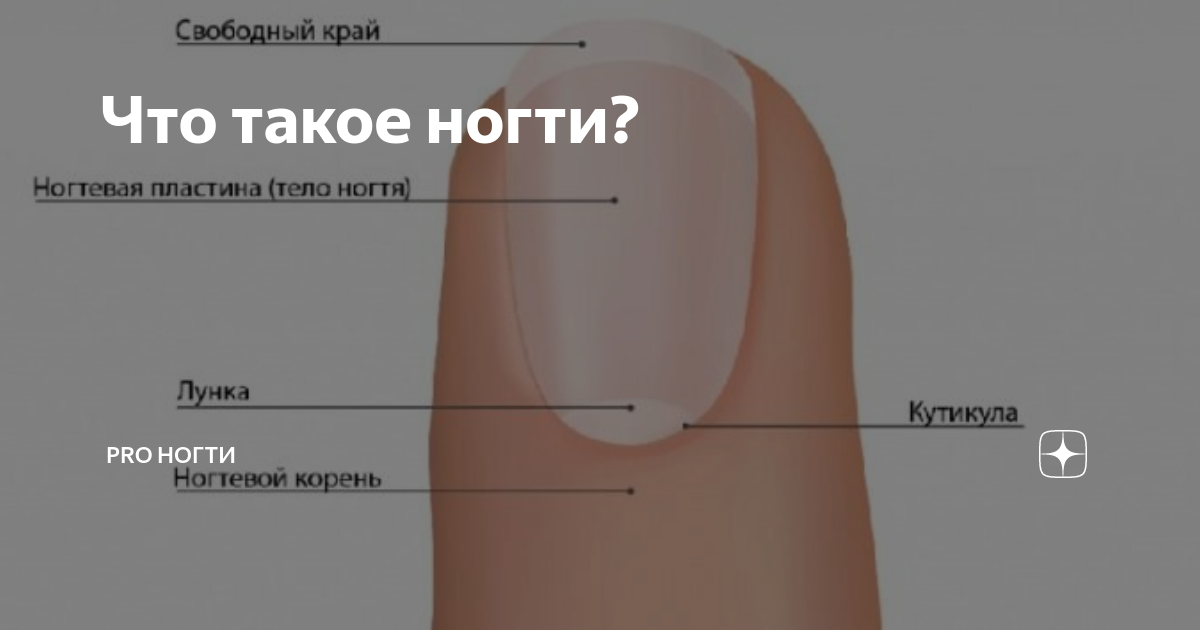 Свободный край ногтя это. Проксимальный Матрикс ногтя. Строение ногтя. Свободный край ногтя. Свободный край ногтевой пластины.