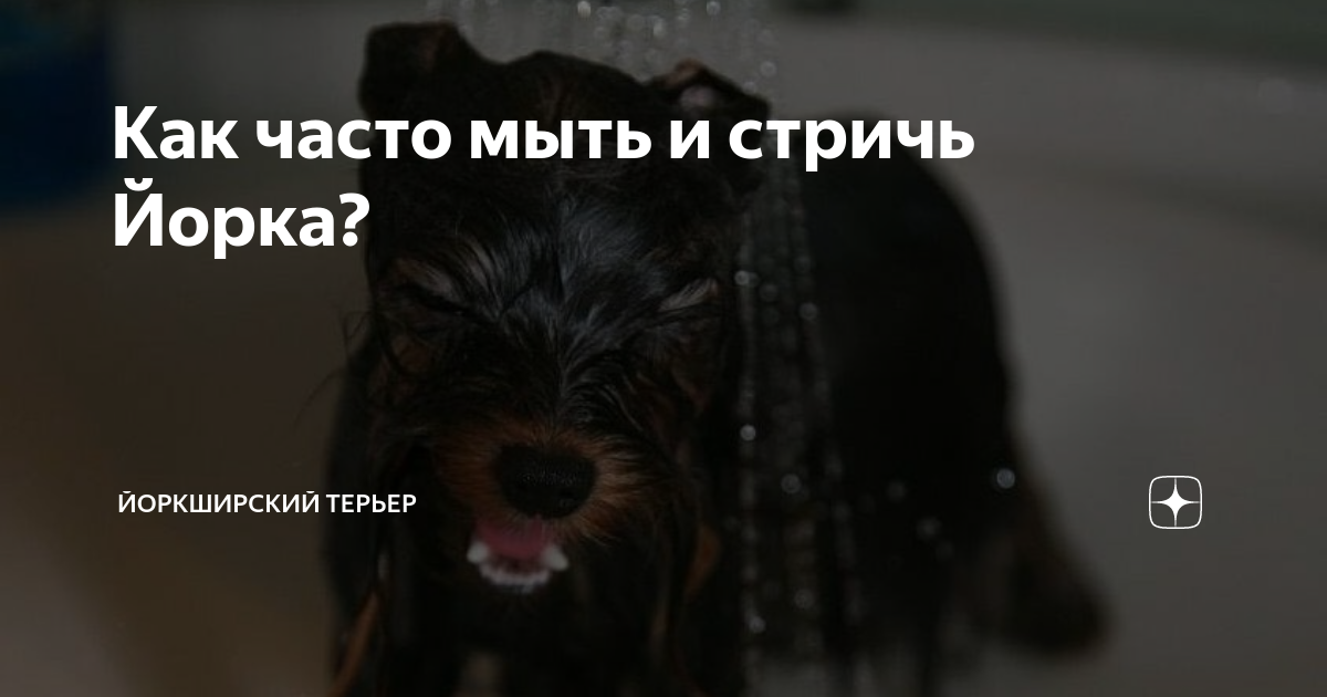 Как мыть йорка щенка. Как мыть йорка щенка