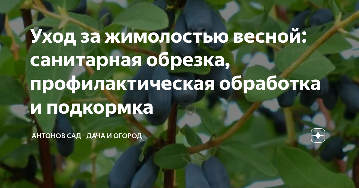 Обработка жимолости весной от болезней. Обработка жимолости. Уход за жимолостью. Уход за жимолостью весной. Подкормка и уход за жимолостью.