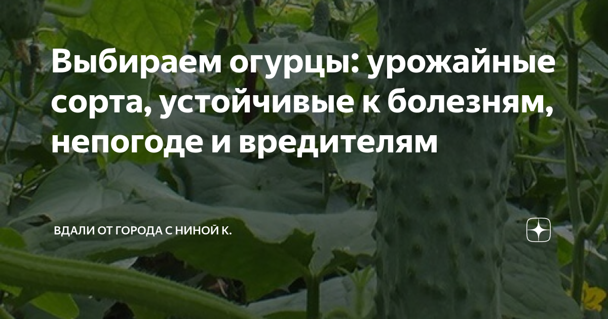 Выбираем огурцы: урожайные сорта, устойчивые к болезням, непогоде и ...