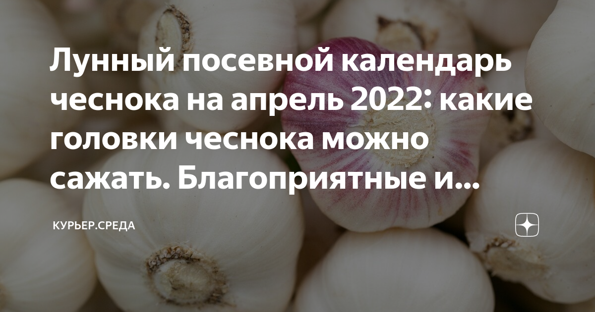 Лунный календарь для чеснока
