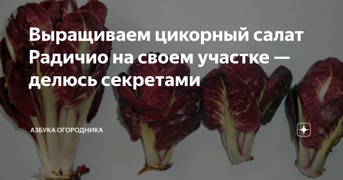 Выращиваем цикорный салат Радичио на своем участке — делюсь секретами ...