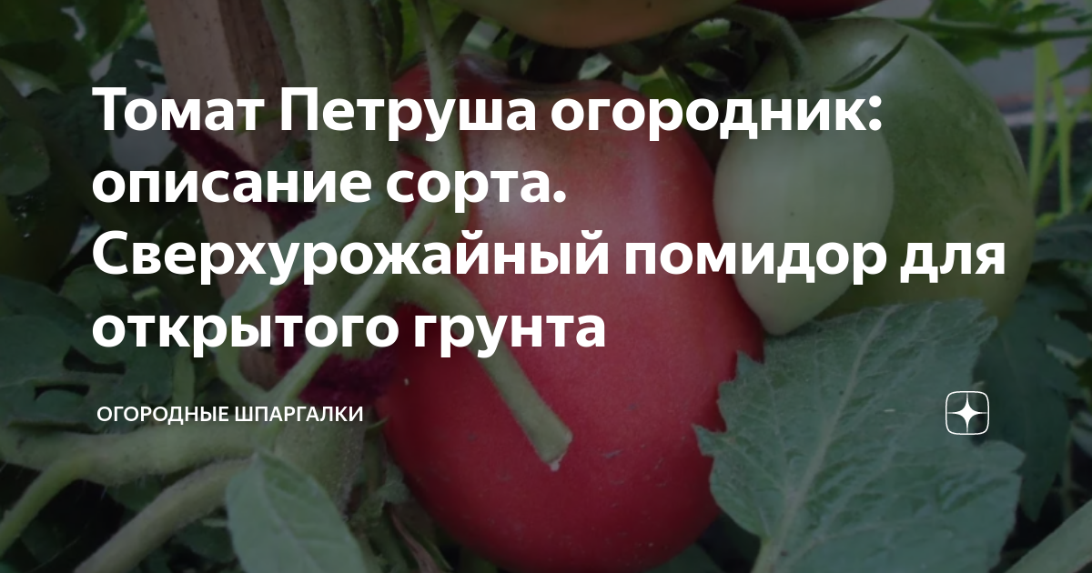 Сорт томата огородник фото и описание