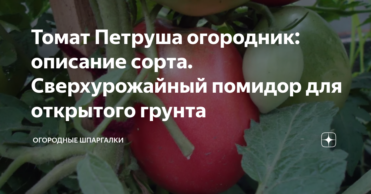 Помидор петруша огородник фото описание сорта. Томат Петруша огородник. Огородные шпаргалки.