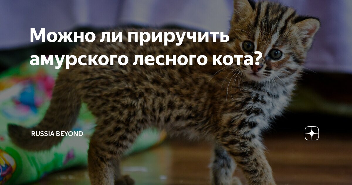Можно ли приручить амурского лесного кота? | Узнай Россию | Дзен