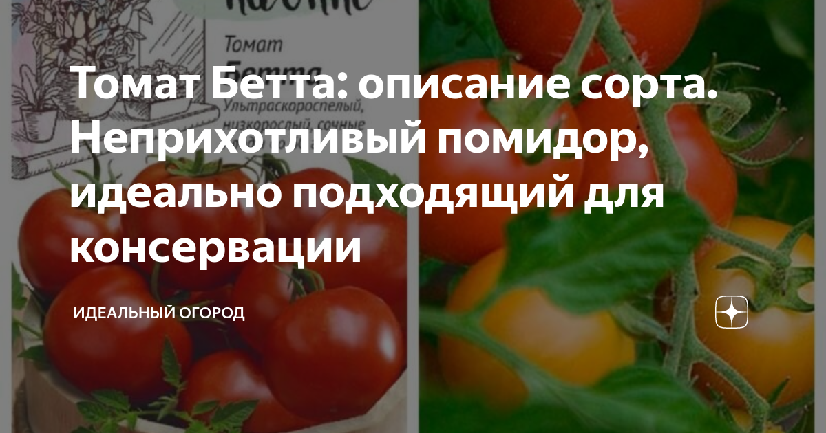 Томат Бетта: описание сорта. Неприхотливый помидор, идеально подходящий ...