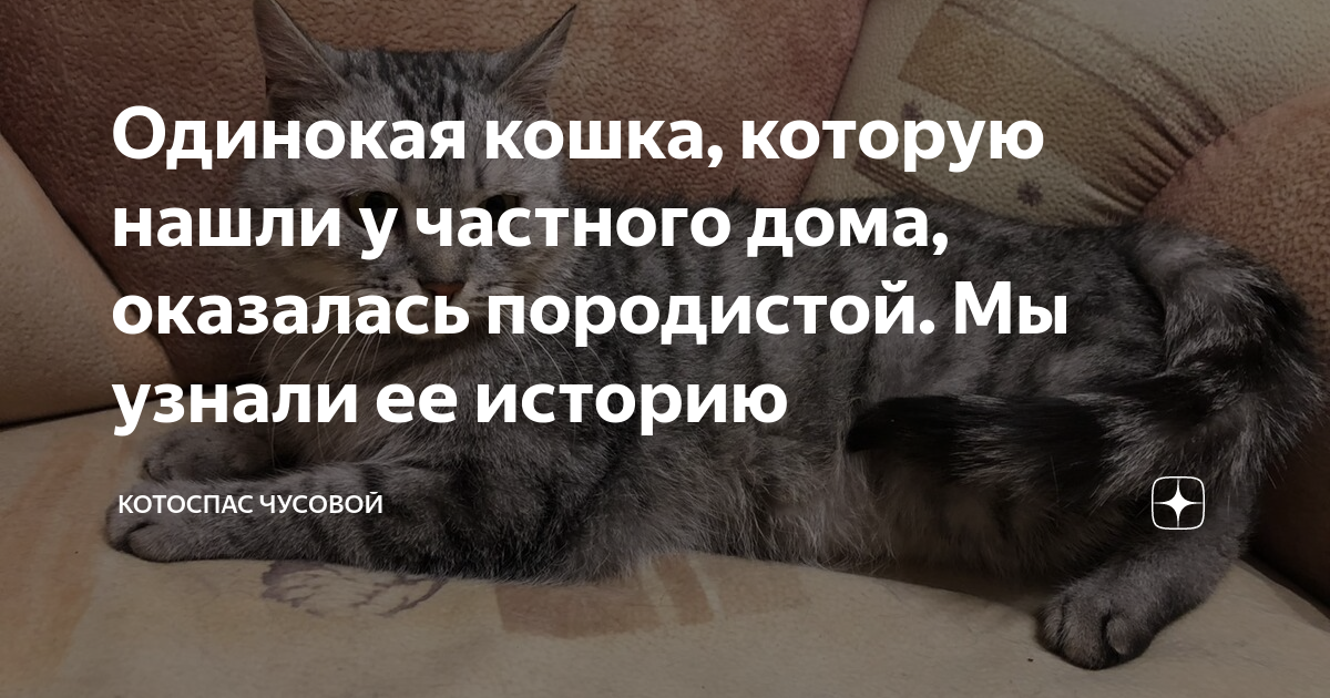 Одинокая кошка, которую нашли у частного дома, оказалась породистой. Мы ...