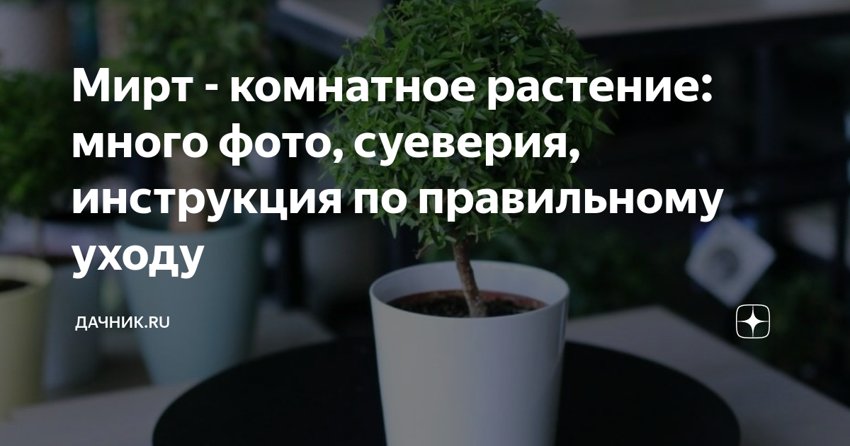 Мирт - комнатное растение: много фото, суеверия, инструкция по ...