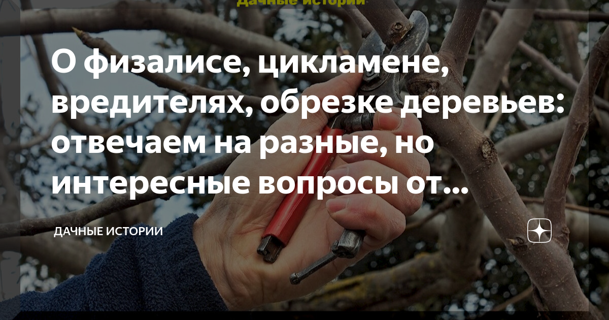 Кто несет ответственность за деревья. Кто несет ответственность за деревья
