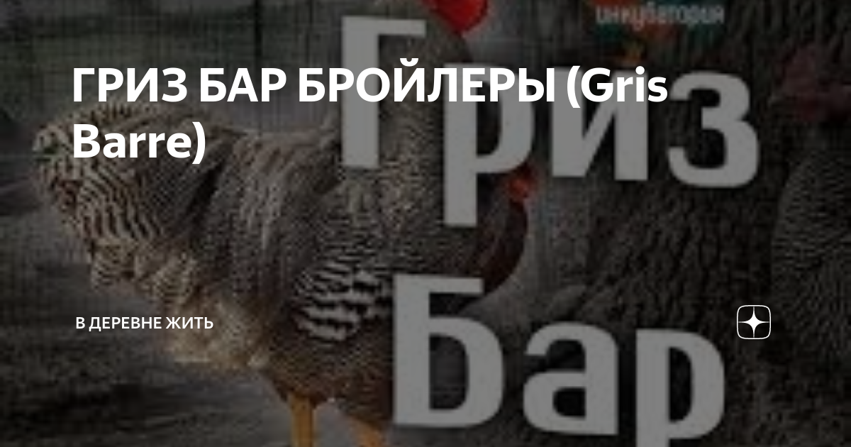 Гриз Бар X88 мясо-яичные суточные и подращенные - Доска бесплатных объявлений Mu