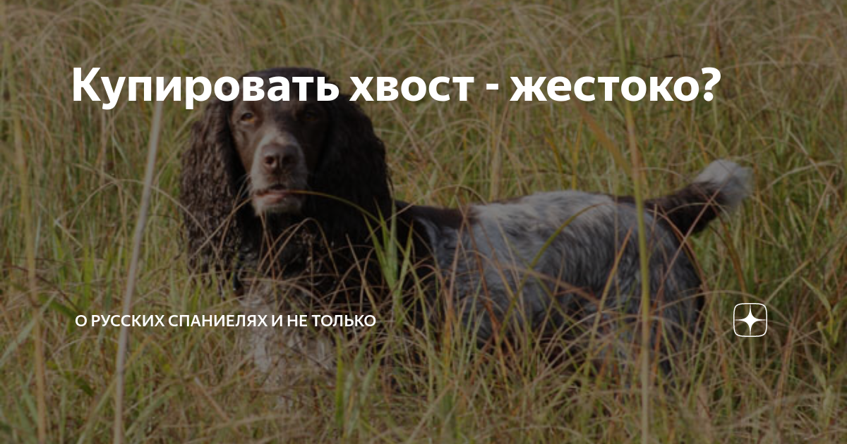 Купировать хвост - жестоко? | О русских спаниелях и не только | Дзен