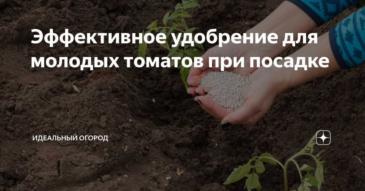 Эффективное удобрение для молодых томатов при посадке | Идеальный ...