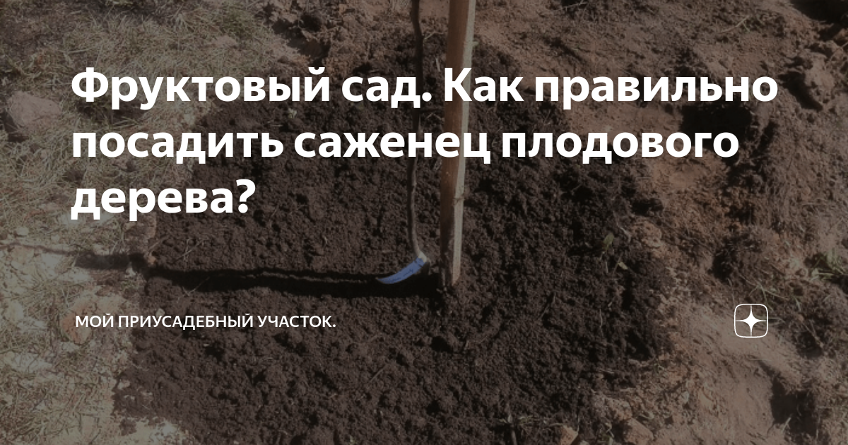 как посадить хурму саженец