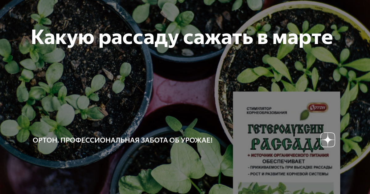 Сроки посадки базилика. Всходы. Цветы которые сеют в марте на рассаду. Когда сажать рассаду. Когда садить рассаду.