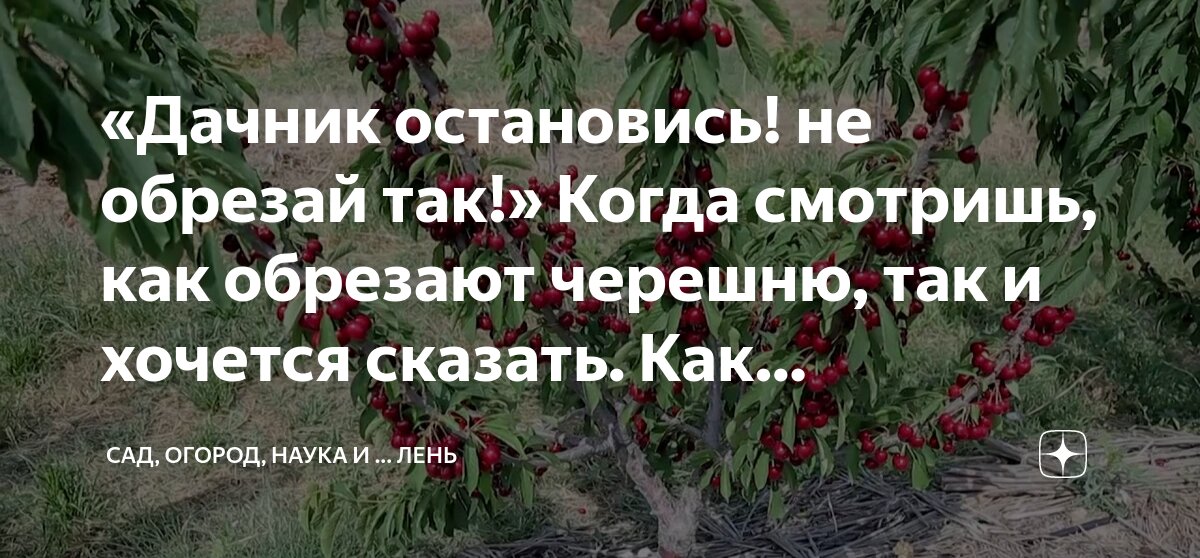 как обрезают хурму