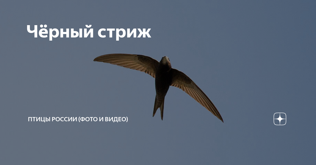 Птицей 2018 года в Беларуси стал черноголовый щегол