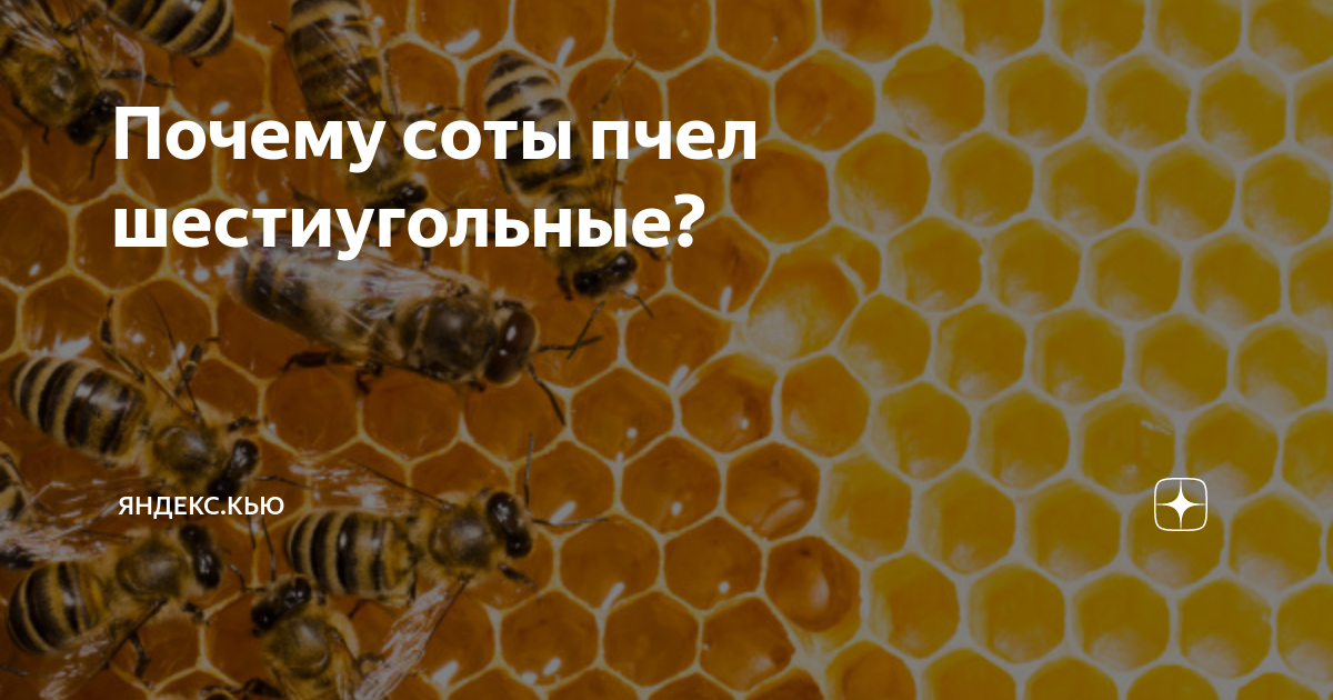 Почему соты пчел шестиугольные? | Яндекс.Кью | Дзен