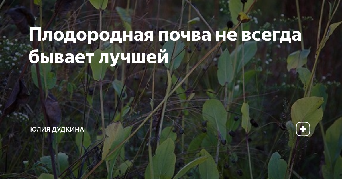 Плодородная почва не всегда бывает лучшей | Юлия Дудкина | Дзен