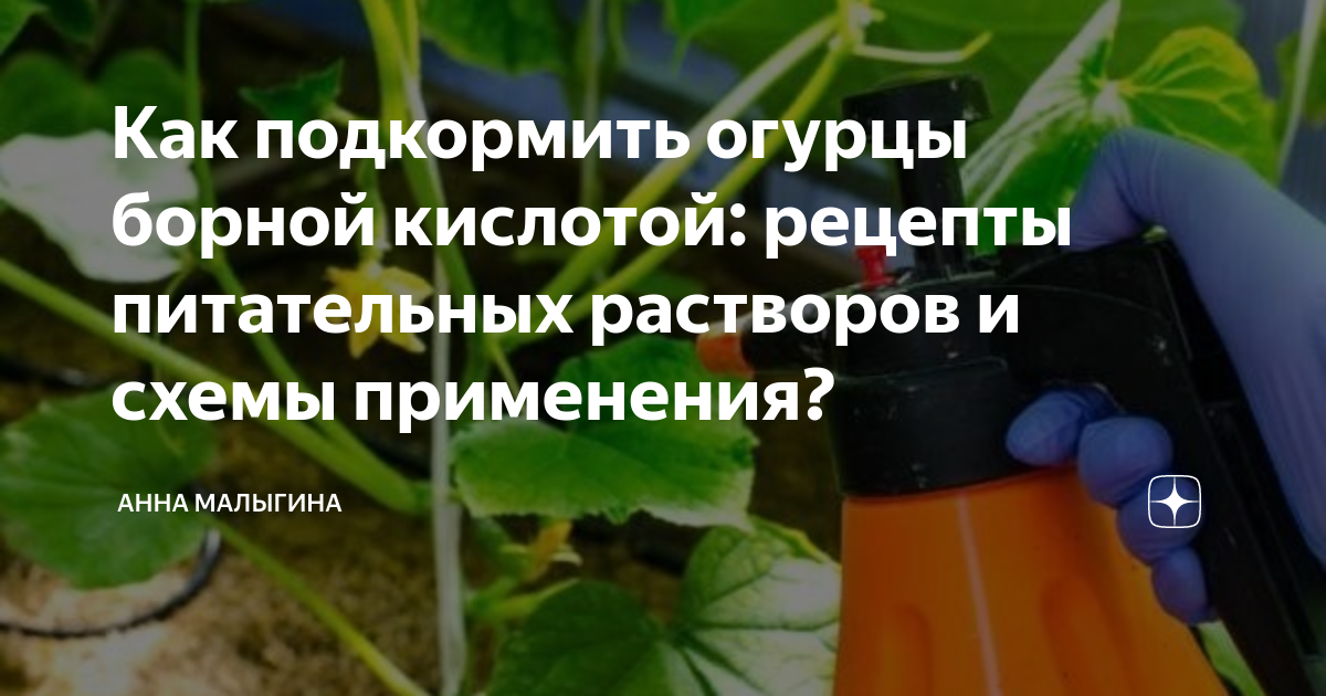 Полив огурцов борной кислотой в теплице. Как подкормить огурцы борной кислотой. Полить огурцы борной кислотой. Подкормка огурцов борной кислотой. Как правильно подкормить борной кислотой огурцы.