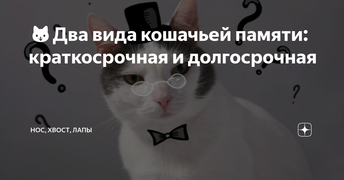 Кошки память на русском. В память о кошке. Какая память у кота.