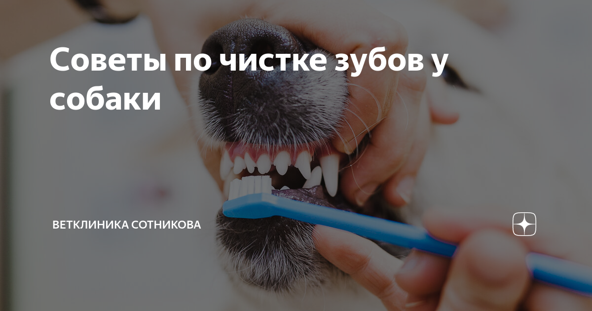 Советы по чистке зубов у собаки | Ветклиника Сотникова | Дзен