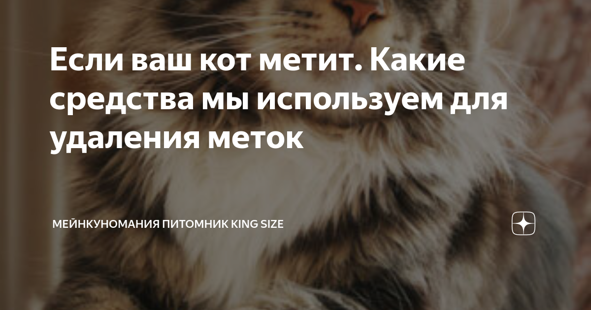 Кот или кошка метит территорию - что делать, как отучить?