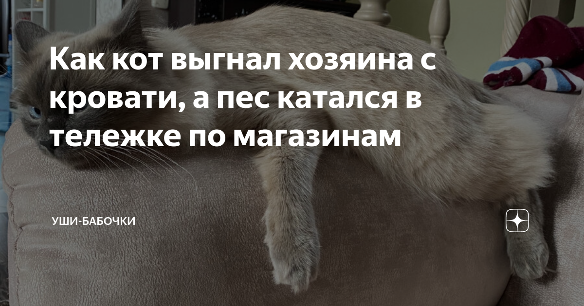 Как прогнать кота с кровати