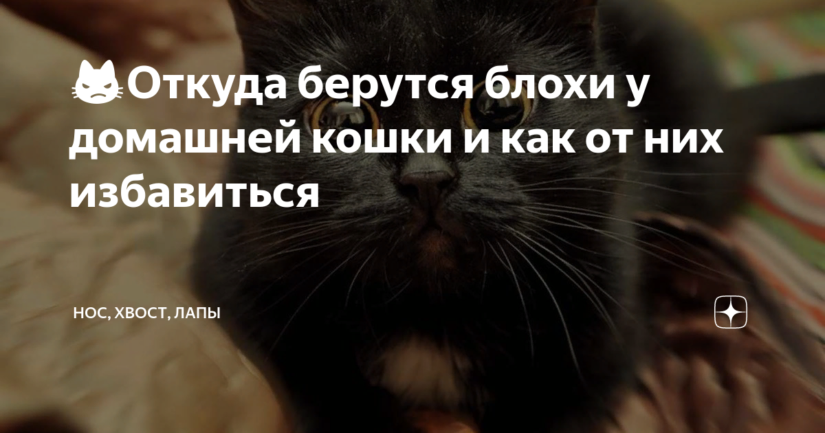 😾Откуда берутся блохи у домашней кошки и как от них избавиться | Нос ...