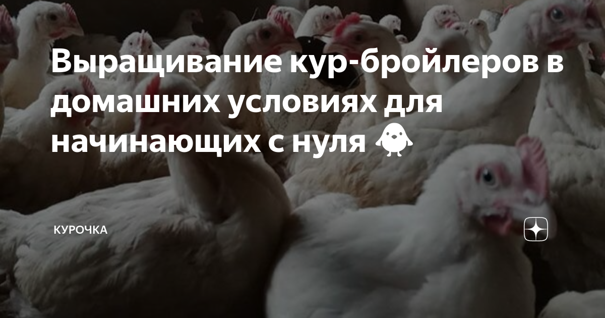 Кормление и выращивание бройлерных уток: советы профессионалов