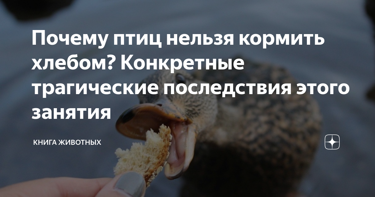 Почему птицы едят перец. Почему птицам нельзя хлеб. Птиц нельзя кормить хлебом. Почему нельзя кормить птиц хлебом. Зачем птицы едят камни.