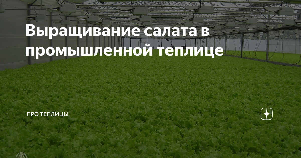 Выращивание салата в теплице зимой на продажу – основы начала бизнеса