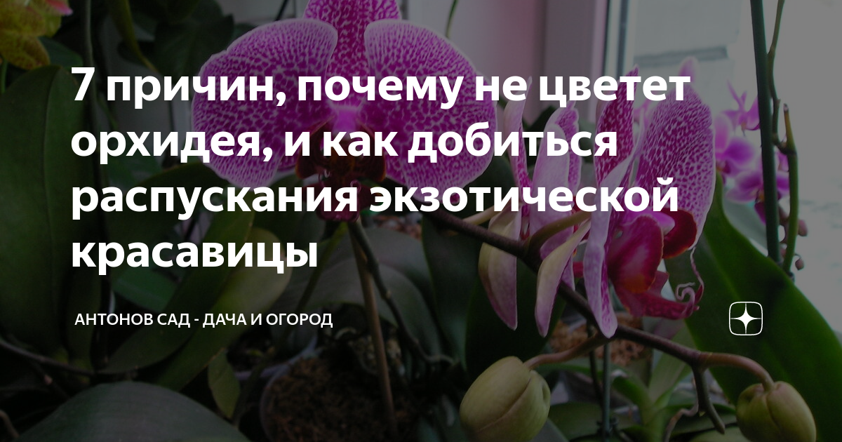 Почему ваша орхидея фаленопсис мертвее мёртвого: 9 причин — найдите свою и устраните