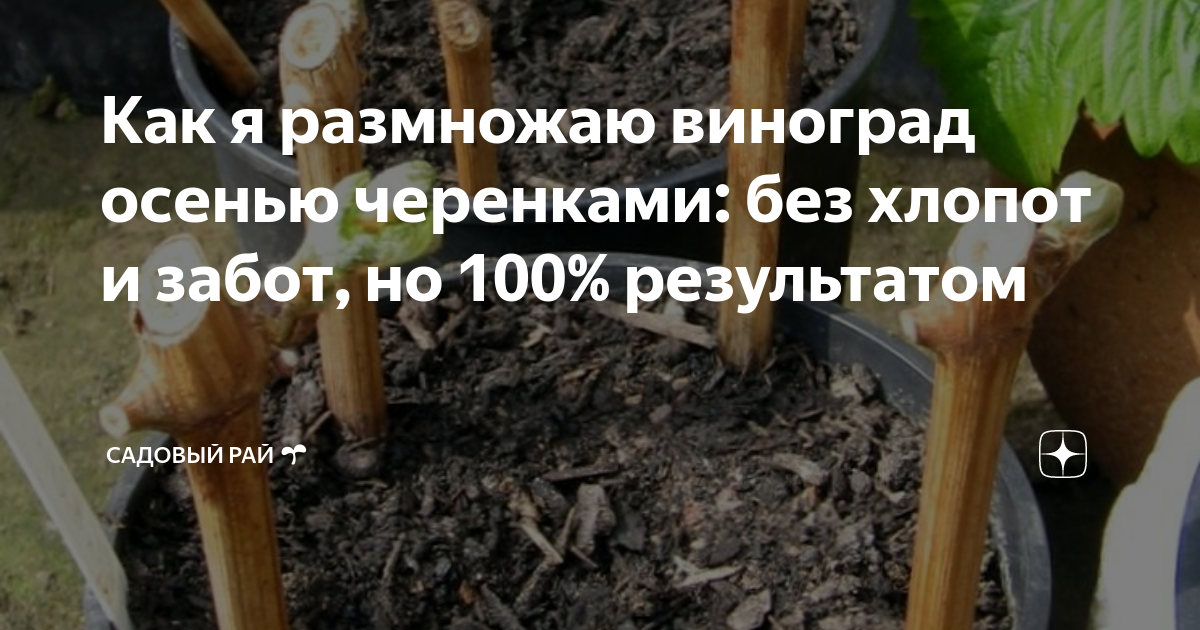 Как размножить виноград осенью для начинающих