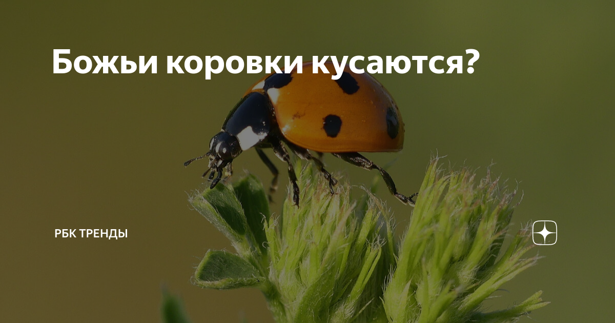 божьи коровки кусаются. коровка тринадцатиточечная. кусается коровка. кусается коровка. божьи коровки кусаются.